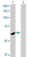 Spermatogenesis-associated protein 2 antibody, H00009825-D01P, Novus Biologicals, Western Blot image 