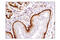 Programmed Cell Death 4 antibody, 9535S, Cell Signaling Technology, Immunohistochemistry paraffin image 