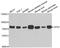 Glycerol-3-Phosphate Dehydrogenase 2 antibody, abx005069, Abbexa, Western Blot image 