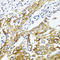 Solute Carrier Family 2 Member 4 antibody, 23-070, ProSci, Immunohistochemistry frozen image 