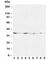 Hematopoietically Expressed Homeobox antibody, R30389, NSJ Bioreagents, Western Blot image 