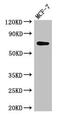Lysyl-TRNA Synthetase antibody, CSB-PA04689A0Rb, Cusabio, Western Blot image 