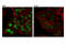 Replication Timing Regulatory Factor 1 antibody, 95558S, Cell Signaling Technology, Immunofluorescence image 