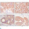 Keratin 5 antibody, LS-C812438, Lifespan Biosciences, Immunofluorescence image 