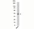 Radical S-adenosyl methionine domain-containing protein 2 antibody, N1126-100UG, NSJ Bioreagents, Western Blot image 