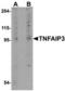 TNF Alpha Induced Protein 3 antibody, TA306770, Origene, Western Blot image 