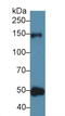 Thrombospondin 1 antibody, LS-C300935, Lifespan Biosciences, Western Blot image 