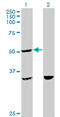 Tetratricopeptide Repeat Domain 4 antibody, LS-C198380, Lifespan Biosciences, Western Blot image 