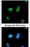 TatD DNase Domain Containing 1 antibody, PA5-21797, Invitrogen Antibodies, Immunofluorescence image 