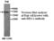 Hes Family BHLH Transcription Factor 1 antibody, MBS415724, MyBioSource, Western Blot image 