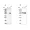 Karyopherin Subunit Alpha 3 antibody, NBP2-38541, Novus Biologicals, Western Blot image 