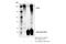 CF Transmembrane Conductance Regulator antibody, 78335S, Cell Signaling Technology, Immunoprecipitation image 