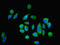 He1 antibody, LS-C376230, Lifespan Biosciences, Immunofluorescence image 