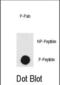 Protein Kinase, DNA-Activated, Catalytic Subunit antibody, abx032004, Abbexa, Dot Blot image 