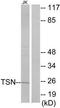 TSN antibody, TA314643, Origene, Western Blot image 