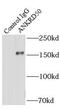 Ankyrin Repeat Domain 50 antibody, FNab00415, FineTest, Immunoprecipitation image 