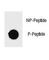 Poly(ADP-Ribose) Polymerase 1 antibody, F48728-0.4ML, NSJ Bioreagents, Dot Blot image 