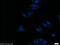 Apolipoprotein C4 antibody, 16530-1-AP, Proteintech Group, Immunofluorescence image 