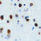 LYL1 Basic Helix-Loop-Helix Family Member antibody, LS-C356161, Lifespan Biosciences, Immunohistochemistry frozen image 