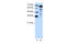 MLX Interacting Protein Like antibody, 29-120, ProSci, Western Blot image 