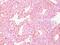 Chromogranin A antibody, MBS439151, MyBioSource, Immunohistochemistry frozen image 