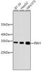 Pim-1 Proto-Oncogene, Serine/Threonine Kinase antibody, 13-906, ProSci, Western Blot image 