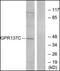G Protein-Coupled Receptor 137C antibody, orb94889, Biorbyt, Western Blot image 