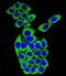Mesoderm Development LRP Chaperone antibody, abx026358, Abbexa, Immunofluorescence image 