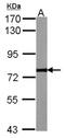 Calpain 2 antibody, NBP2-15675, Novus Biologicals, Western Blot image 