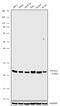 Twist Family BHLH Transcription Factor 1 antibody, 711565, Invitrogen Antibodies, Western Blot image 