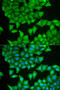 Prostaglandin E Synthase 3 antibody, STJ27278, St John