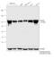 Tripartite Motif Containing 28 antibody, GTX80695, GeneTex, Western Blot image 