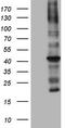 Mechanistic Target Of Rapamycin Kinase antibody, LS-C798298, Lifespan Biosciences, Western Blot image 
