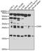 CD69 Molecule antibody, A00529, Boster Biological Technology, Western Blot image 