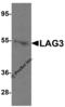 Lymphocyte Activating 3 antibody, 8655, ProSci, Western Blot image 