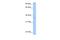 NIPA Like Domain Containing 2 antibody, A18003, Boster Biological Technology, Western Blot image 