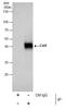 CXADR Ig-Like Cell Adhesion Molecule antibody, PA5-31175, Invitrogen Antibodies, Immunoprecipitation image 