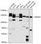 O-GlcNAcase antibody, 23-776, ProSci, Western Blot image 