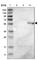 Zinc Metallopeptidase STE24 antibody, HPA006988, Atlas Antibodies, Western Blot image 