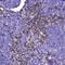 Talin 1 antibody, A02859-1, Boster Biological Technology, Immunohistochemistry frozen image 