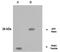 MT-RNR2 Like 1 antibody, 28118, QED Bioscience, Western Blot image 