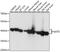 Glutamic-Oxaloacetic Transaminase 2 antibody, 22-551, ProSci, Immunohistochemistry paraffin image 