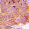 Glycogen Synthase Kinase 3 Alpha antibody, LS-C352302, Lifespan Biosciences, Immunohistochemistry frozen image 