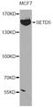 SET Domain Containing 5 antibody, STJ29443, St John