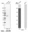 N-Myc Downstream Regulated 1 antibody, NBP1-86636, Novus Biologicals, Western Blot image 