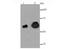 Alkaline Phosphatase, Placental antibody, NBP2-67136, Novus Biologicals, Western Blot image 