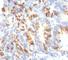 Mucin 2, Oligomeric Mucus/Gel-Forming antibody, V2729IHC-7ML, NSJ Bioreagents, Immunohistochemistry frozen image 