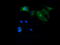 Mitogen-Activated Protein Kinase Kinase 1 antibody, LS-C174510, Lifespan Biosciences, Immunofluorescence image 