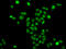 Mortality Factor 4 Like 2 antibody, 23-038, ProSci, Immunofluorescence image 