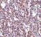 Sim antibody, PA5-20371, Invitrogen Antibodies, Immunohistochemistry paraffin image 